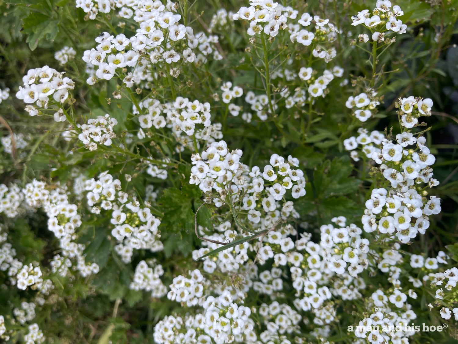 Sweet Alyssum flowers