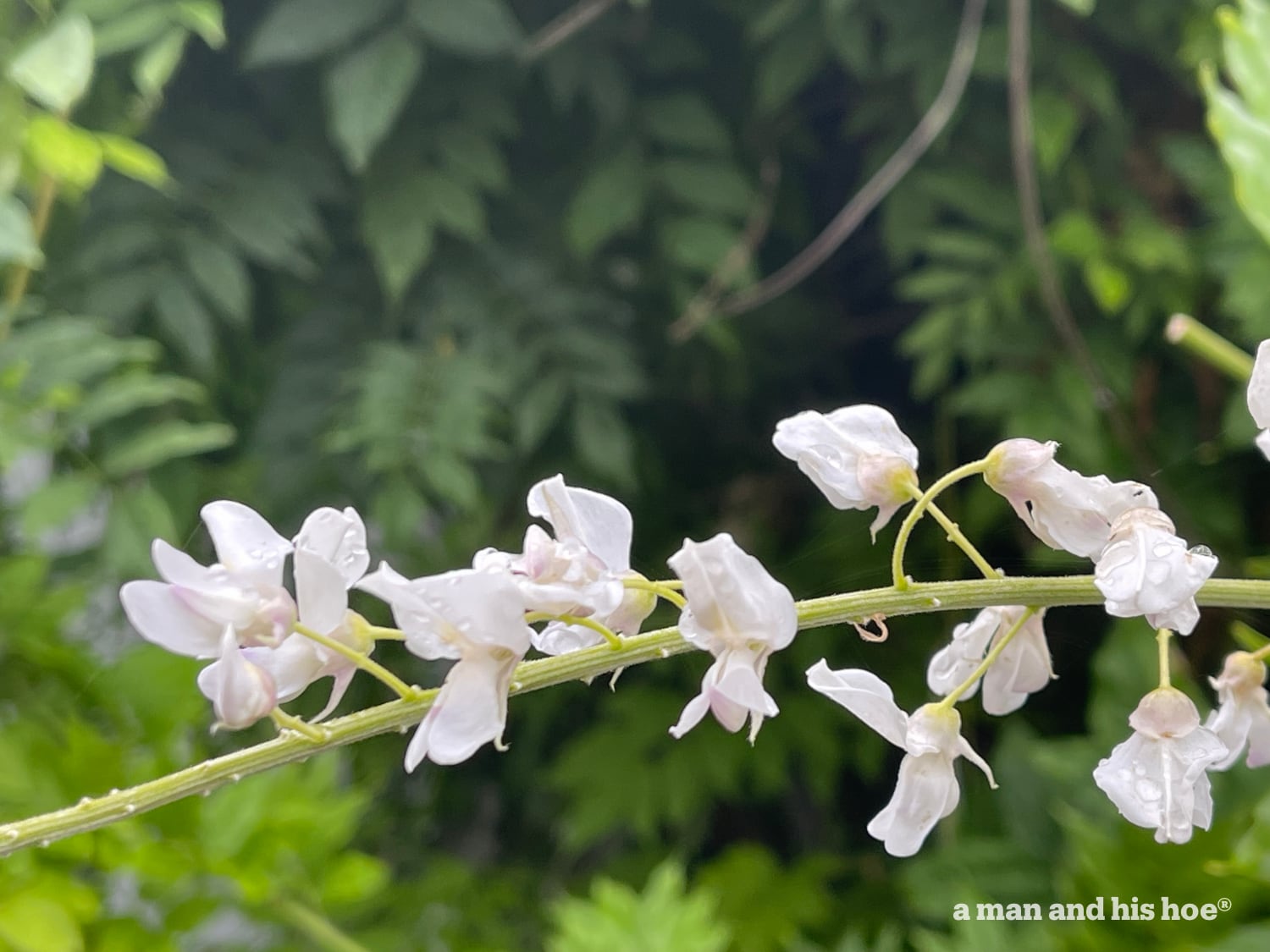 Wisteria blossoms out of season