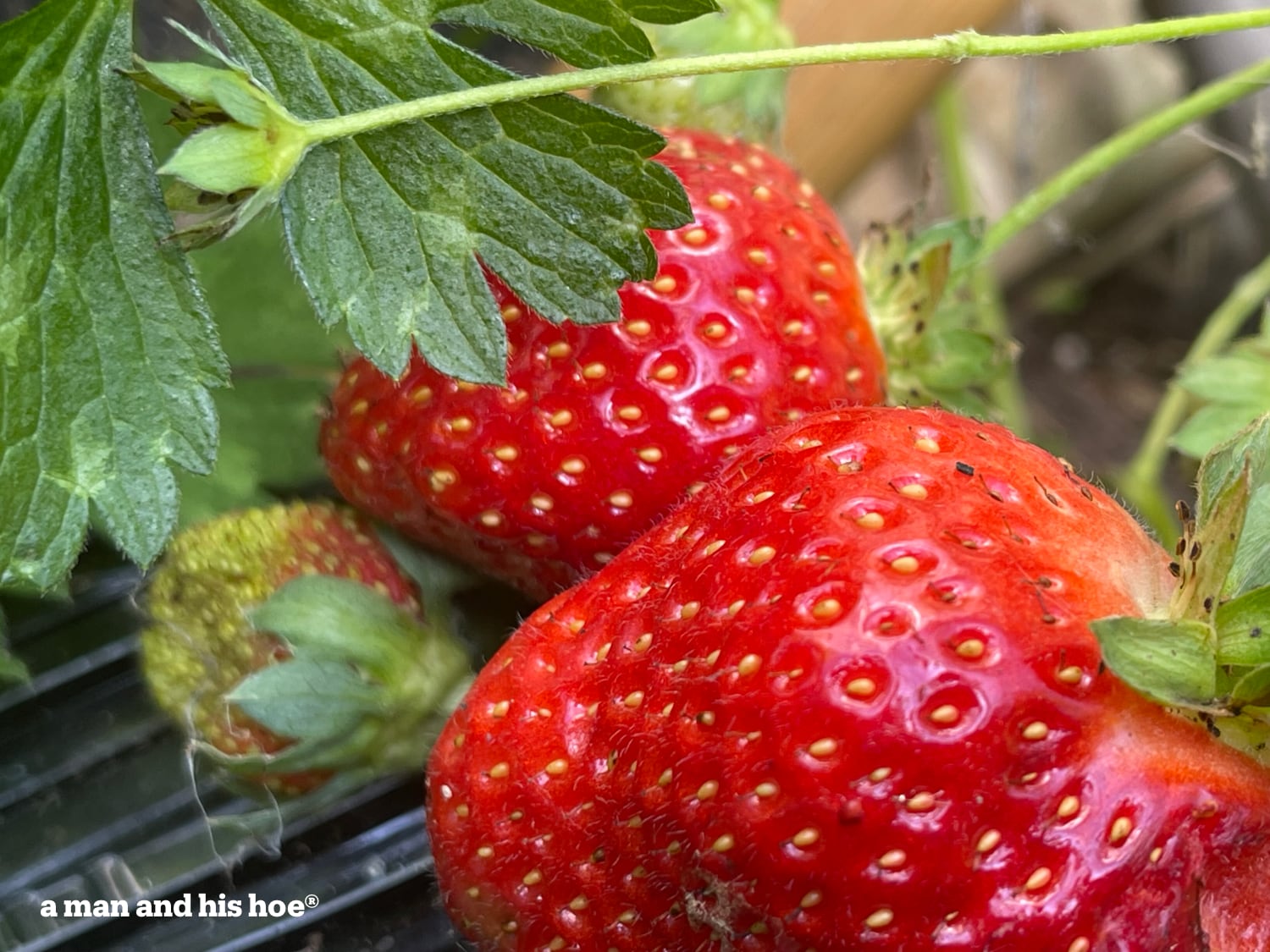 Ripe strawberries