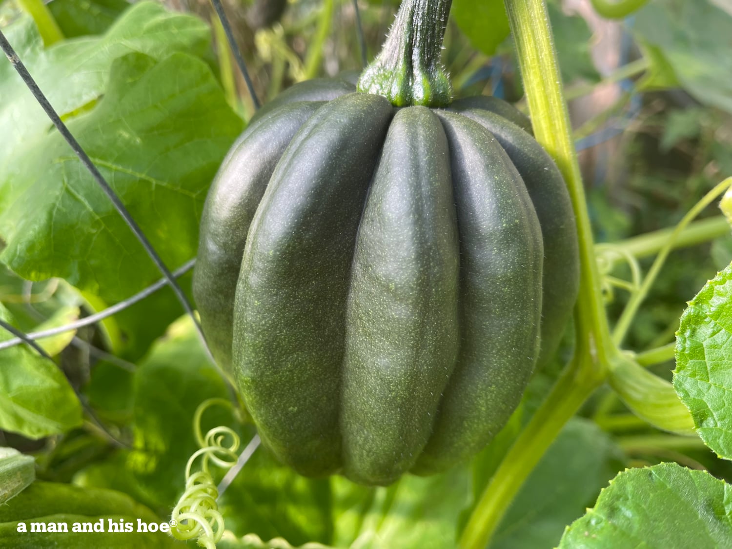 Developing squash