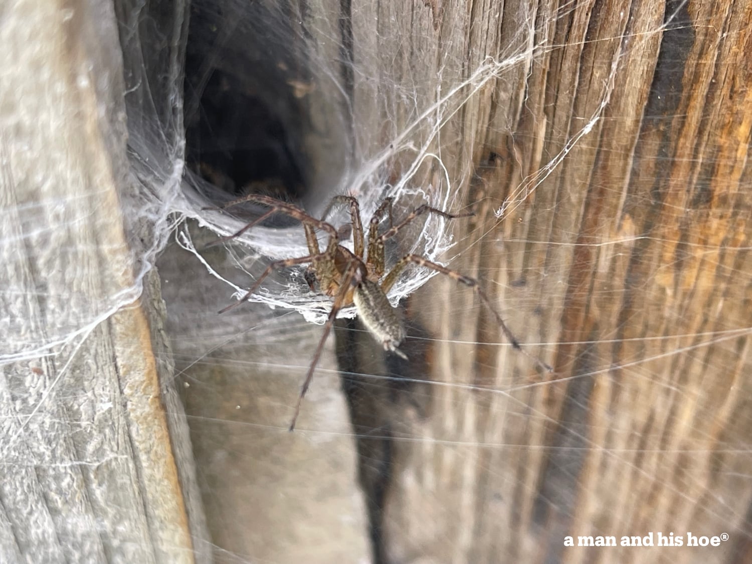 Funnel weaving spider