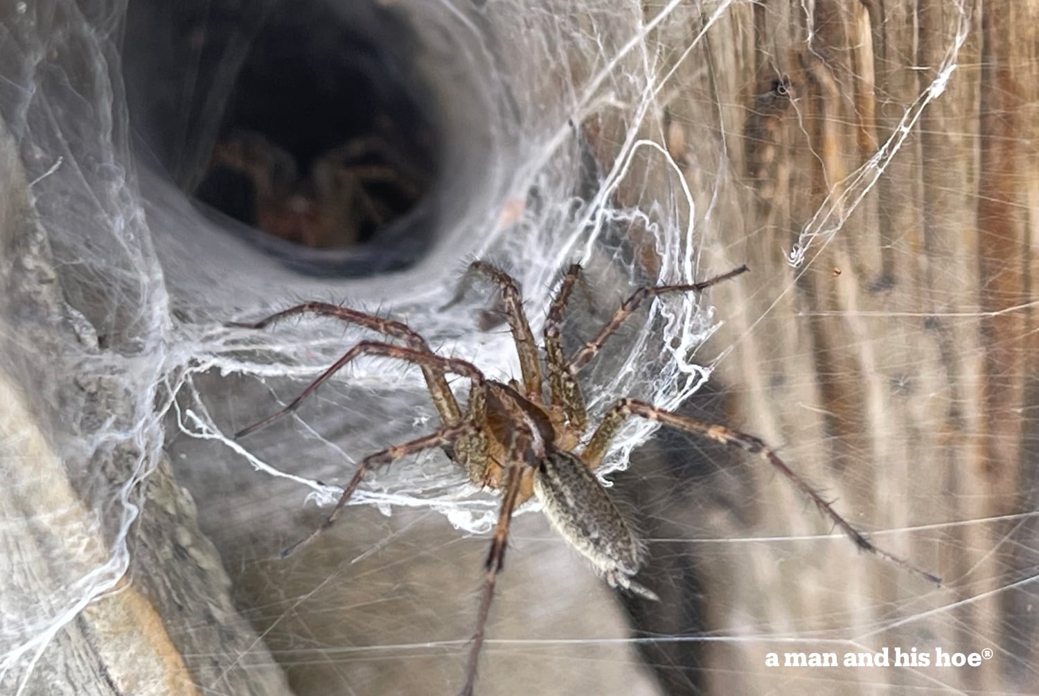 Spiders in funnel web