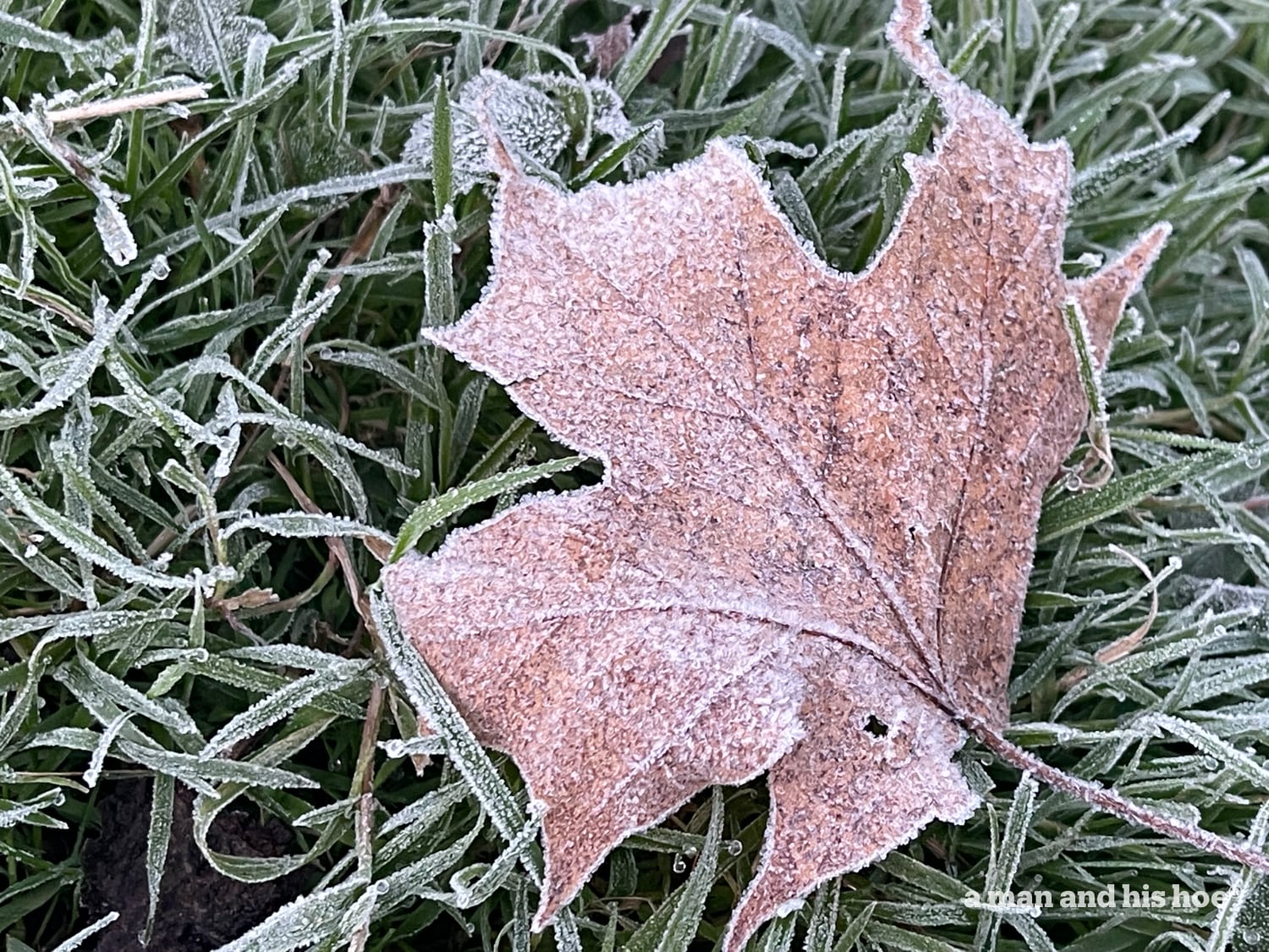First frost on fallen leaf.
