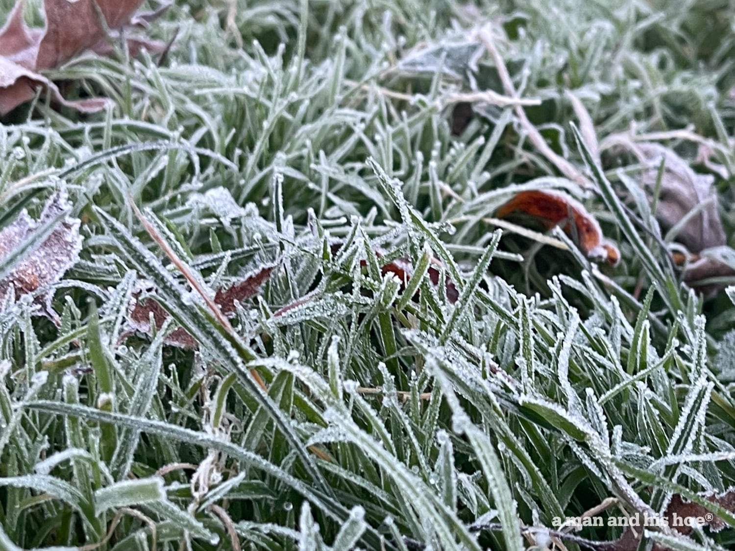 First frost on grass.