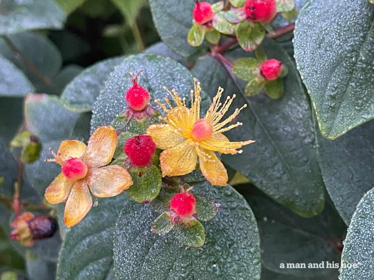 St John's Wort.