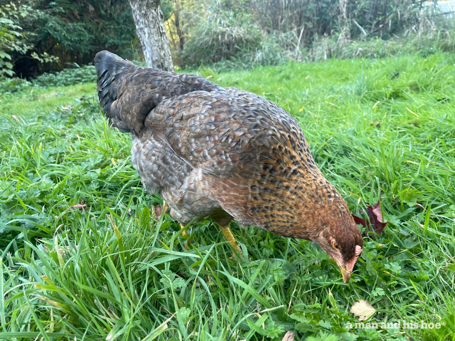 Hen in fall grass.