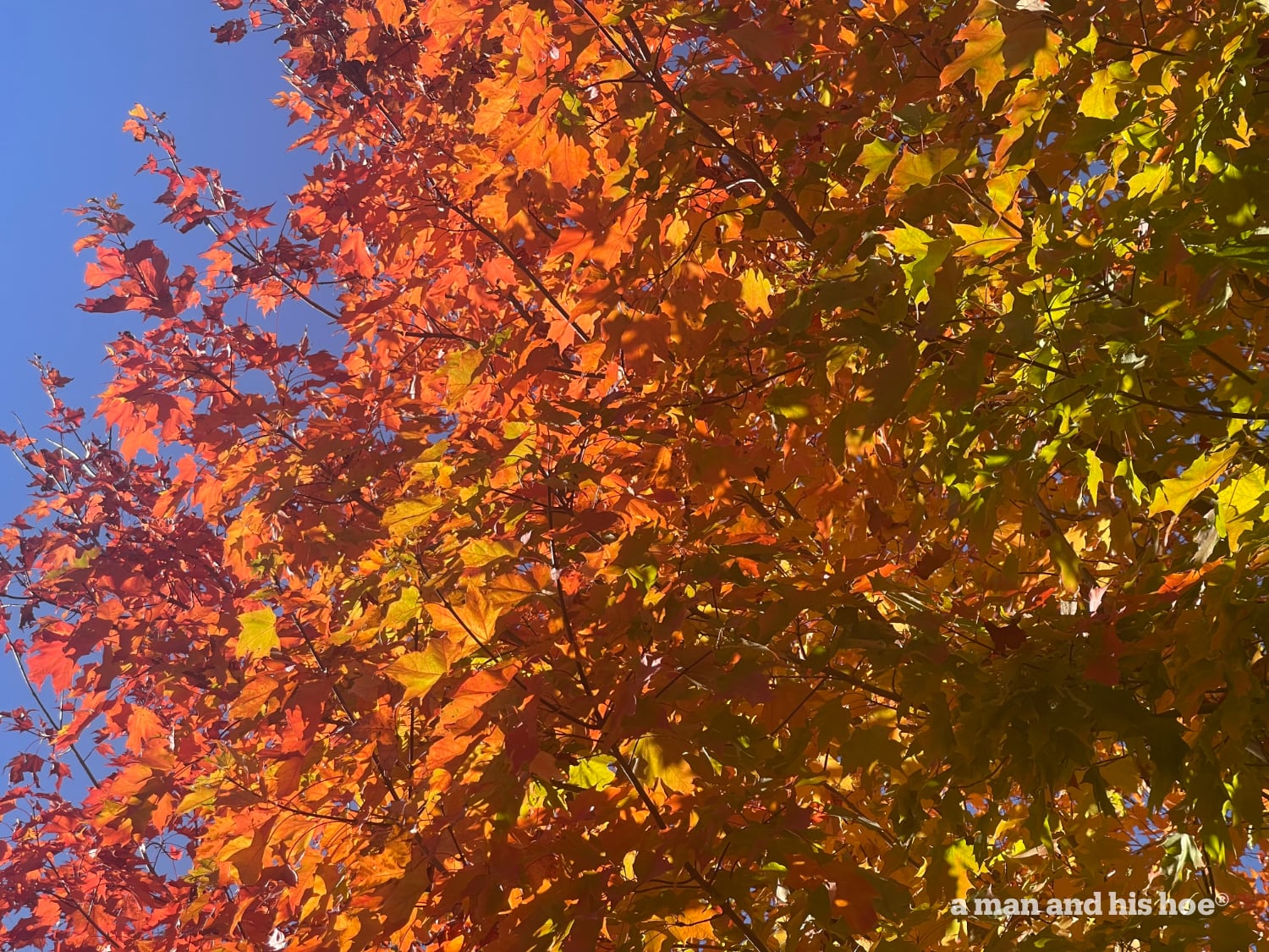 Brilliant maple leaves.