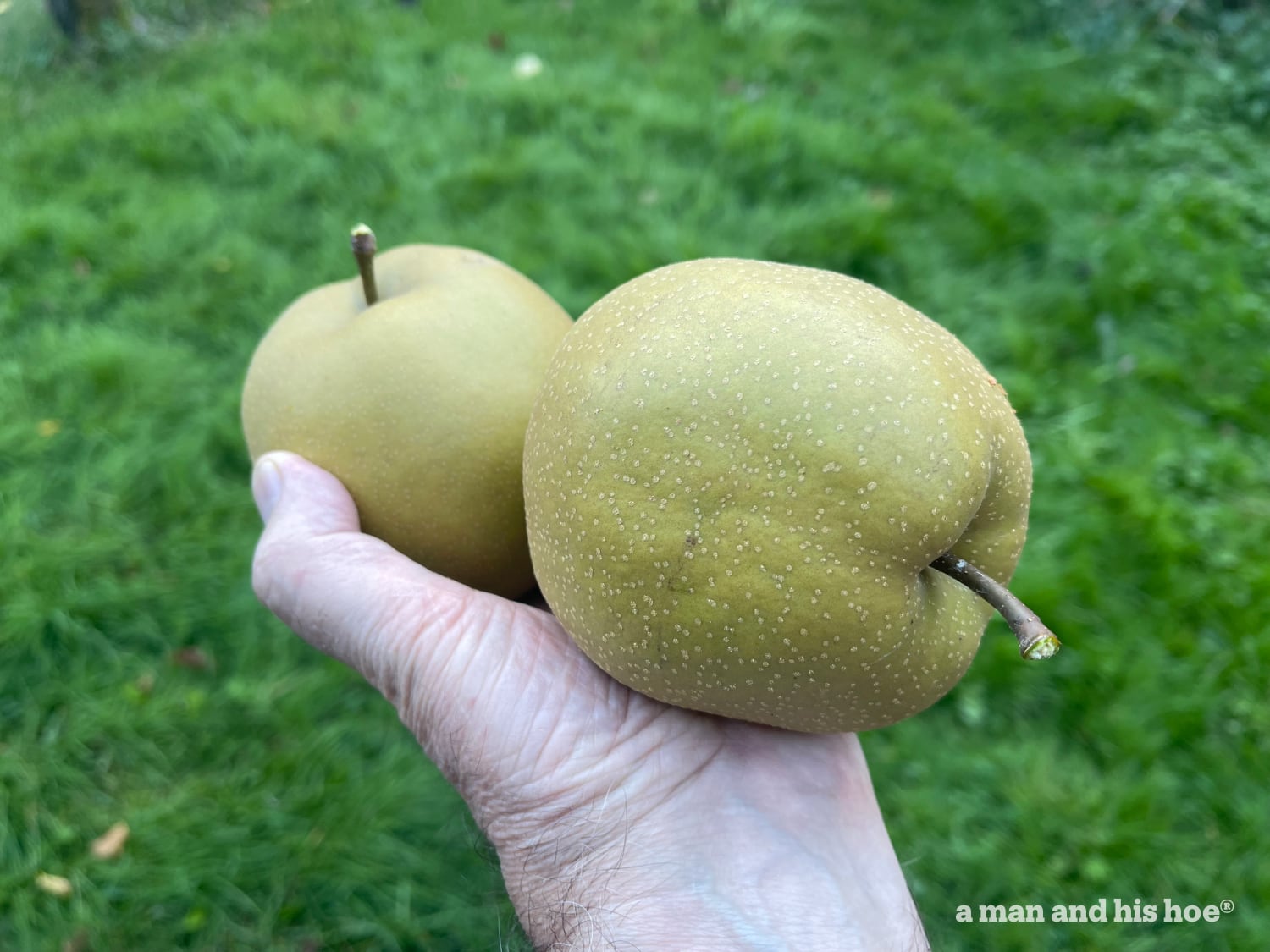 Big, ripe nashi.