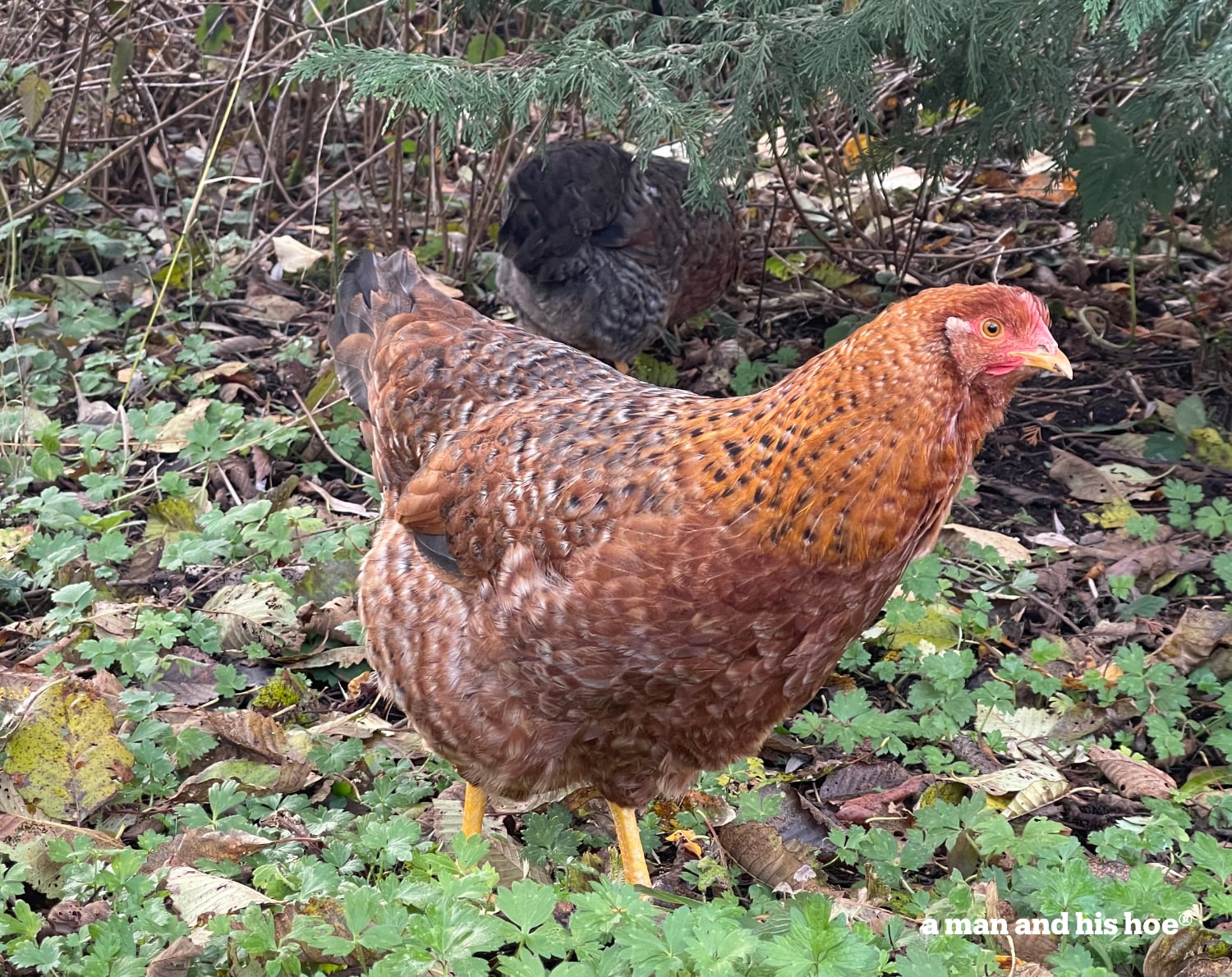 Chickens in the woods