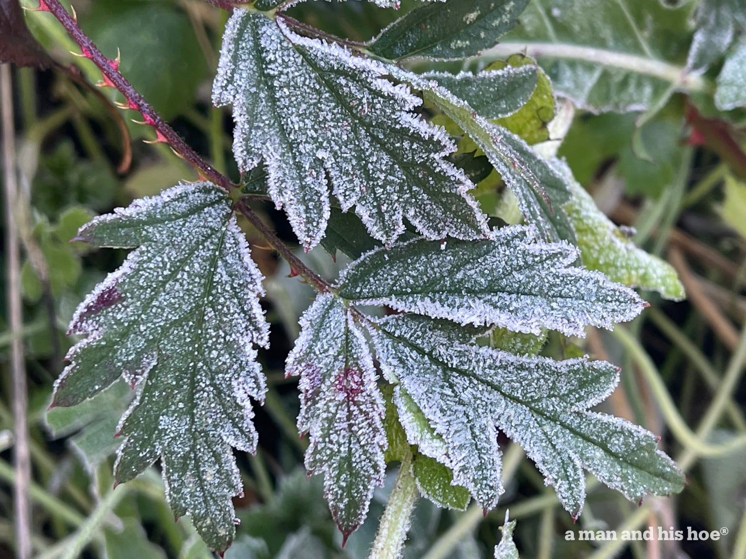 Frosted black berry leaves.