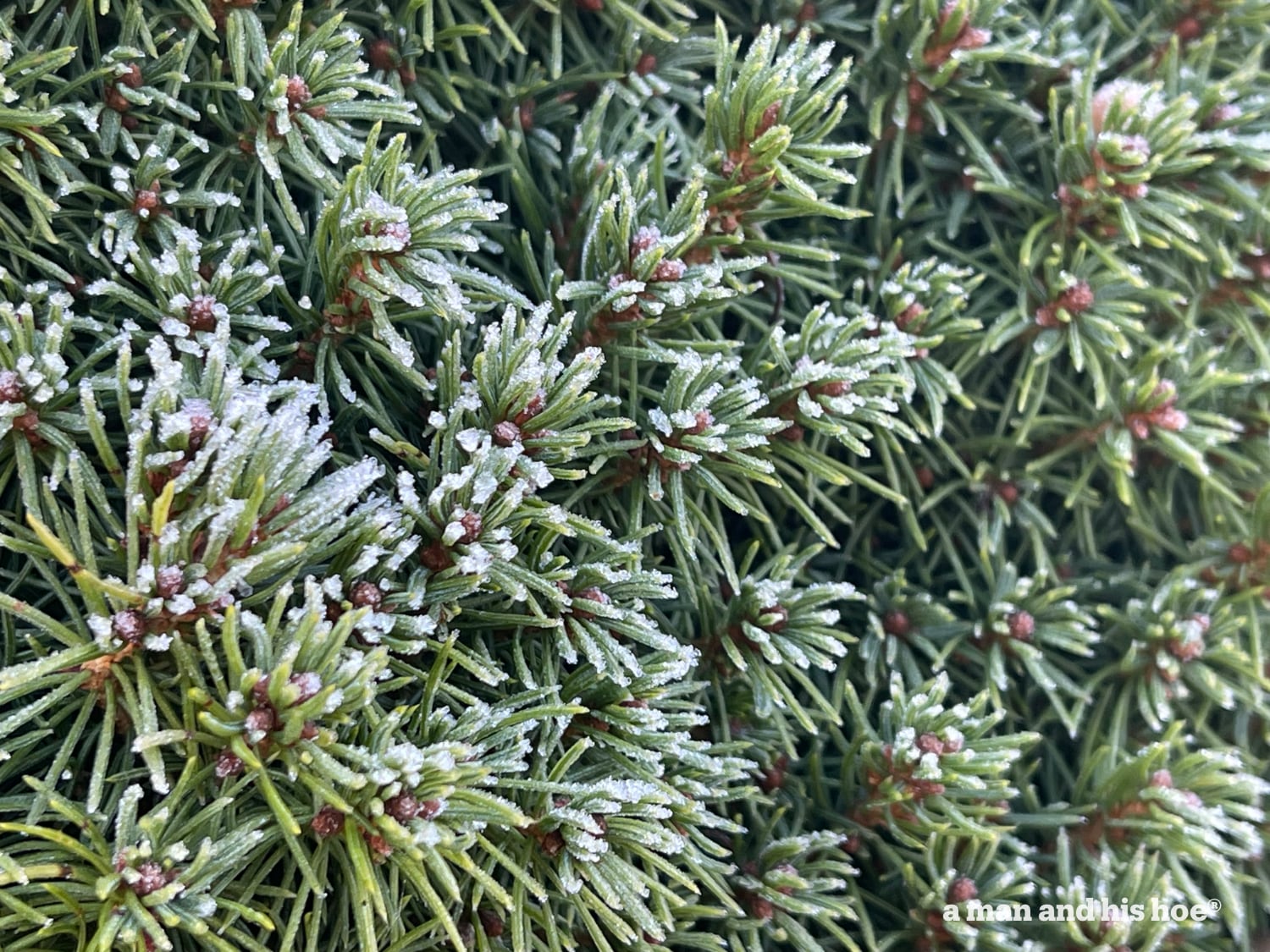 Frosted pine needles.
