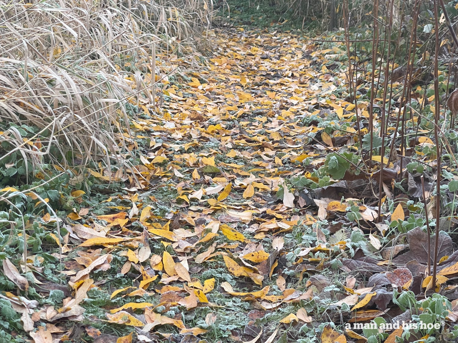 Fallen leaves make a yellow brick road