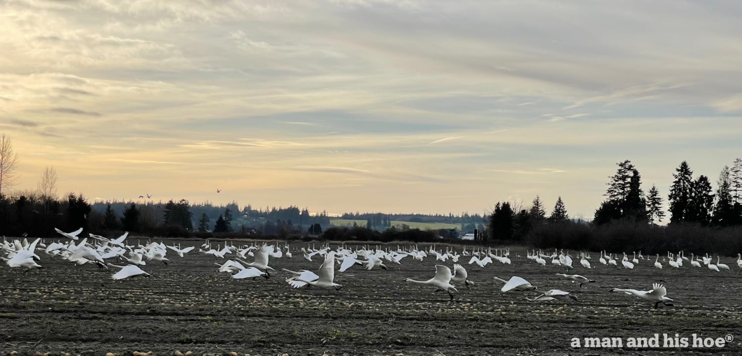 Swans on potato field.