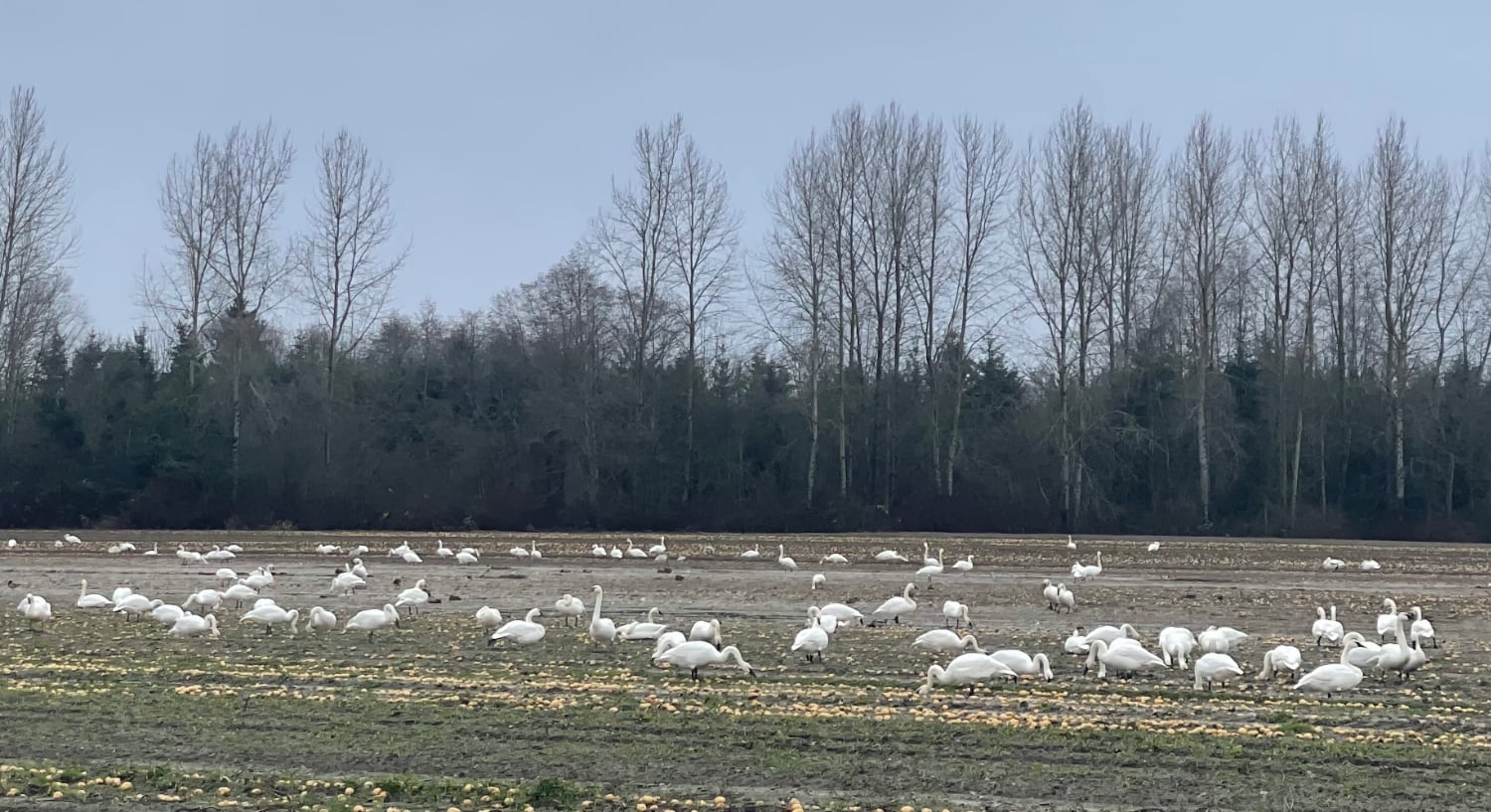 Swans feeding in a field
