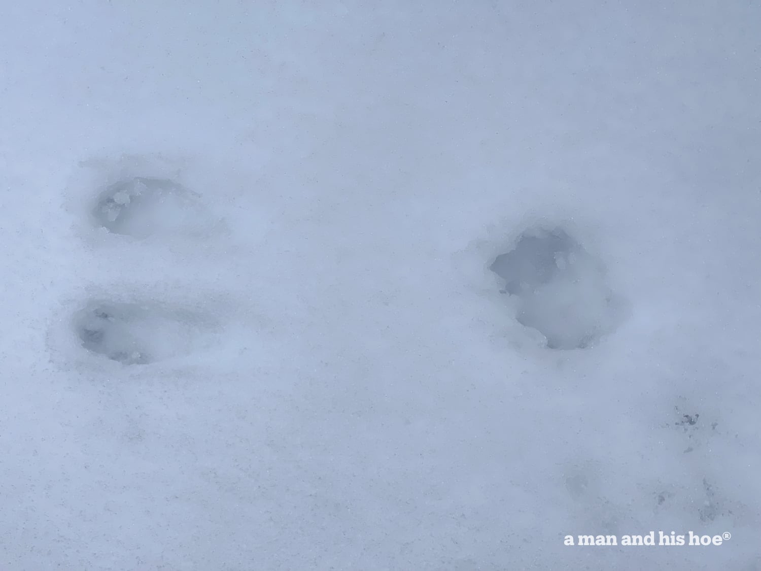 Rabbit footprint in the snow.