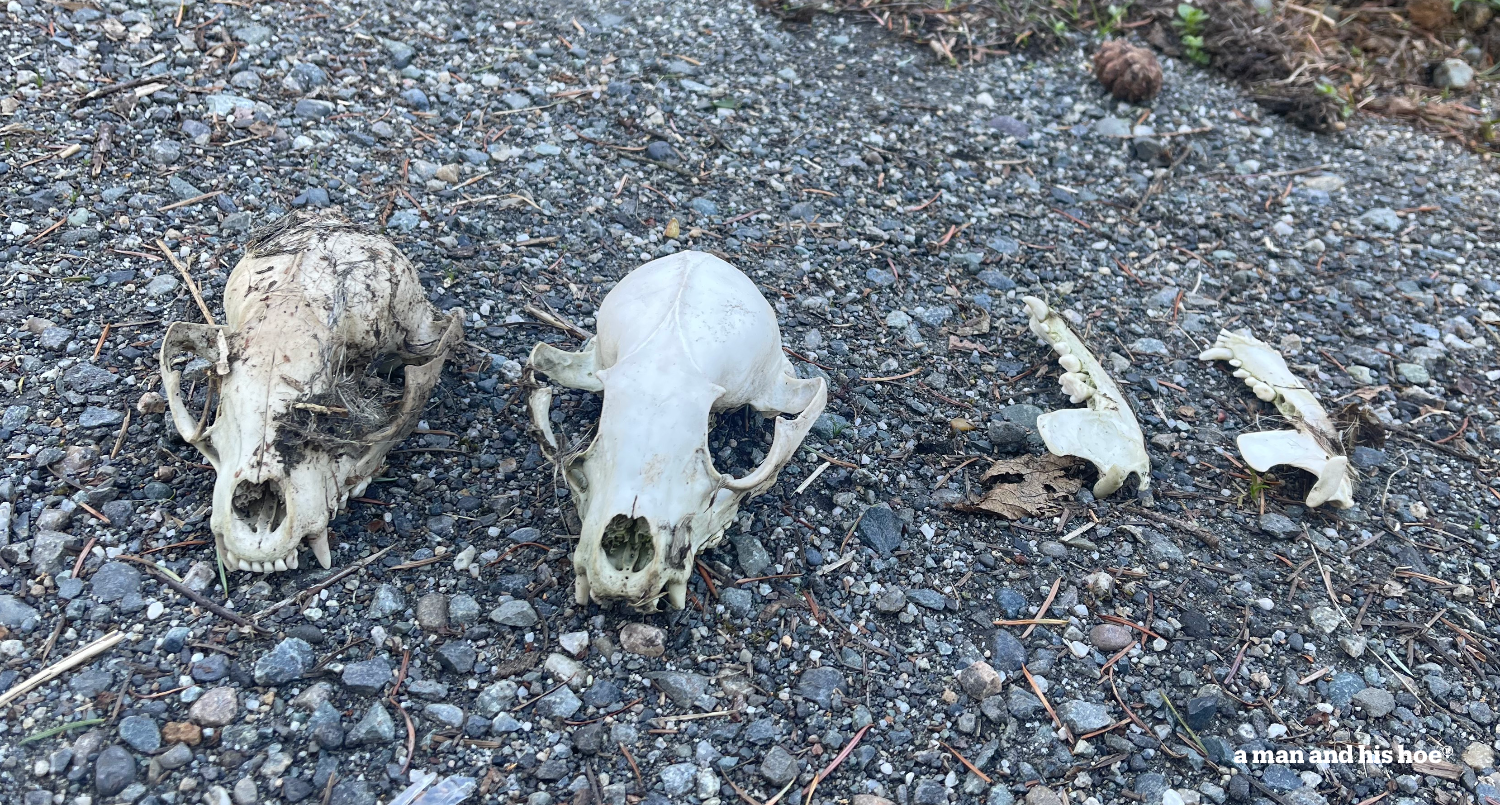 Skulls lined up on the side of the road.