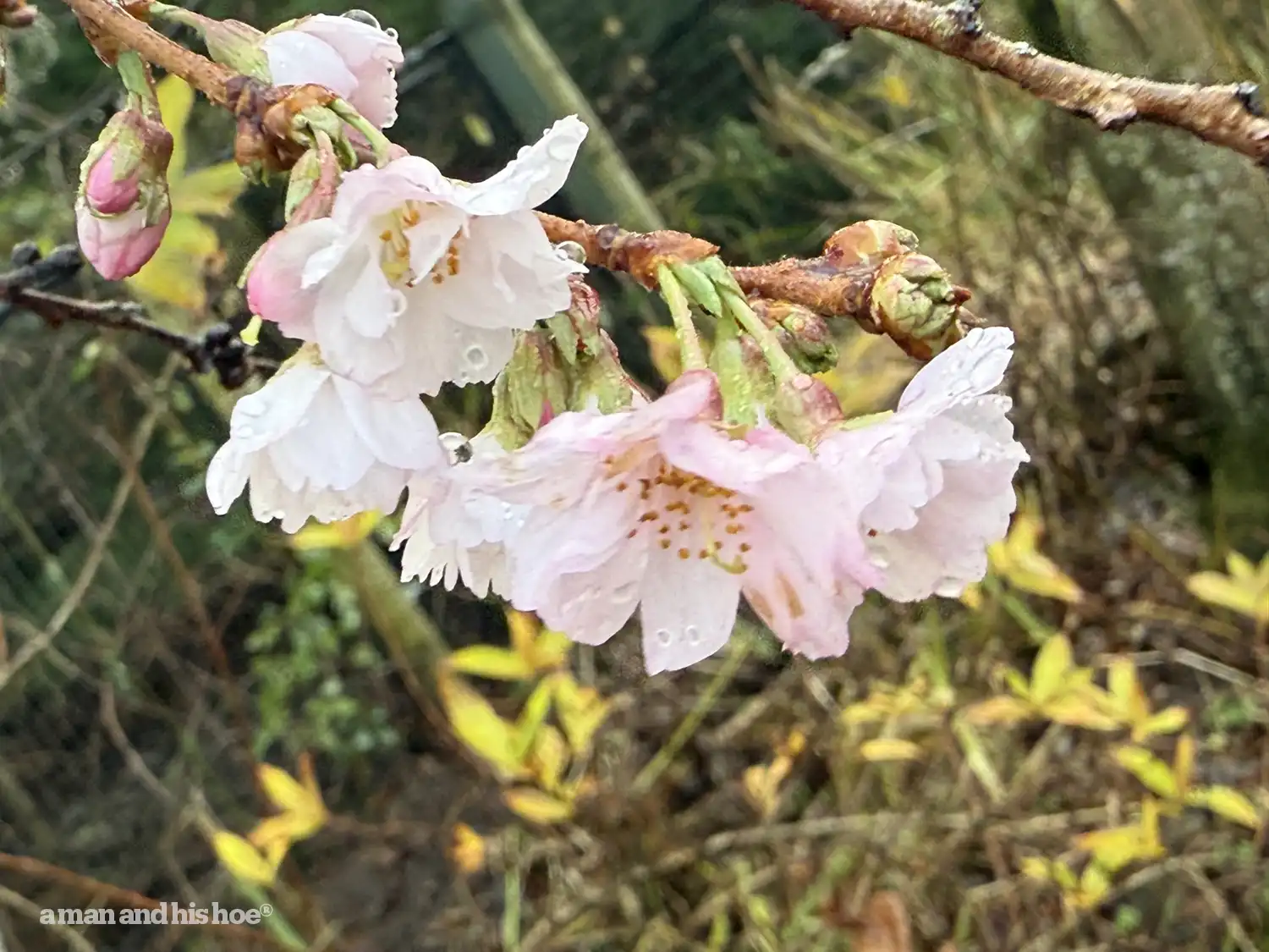 Cherry blossoms in November