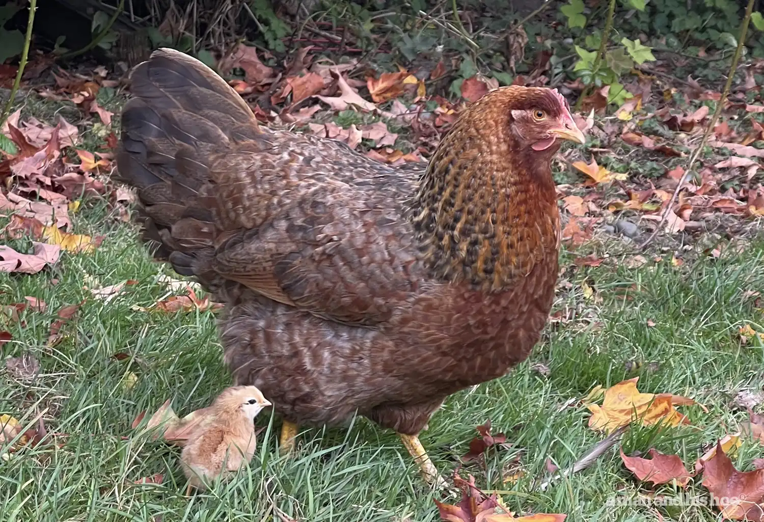 Hen with newborn chick