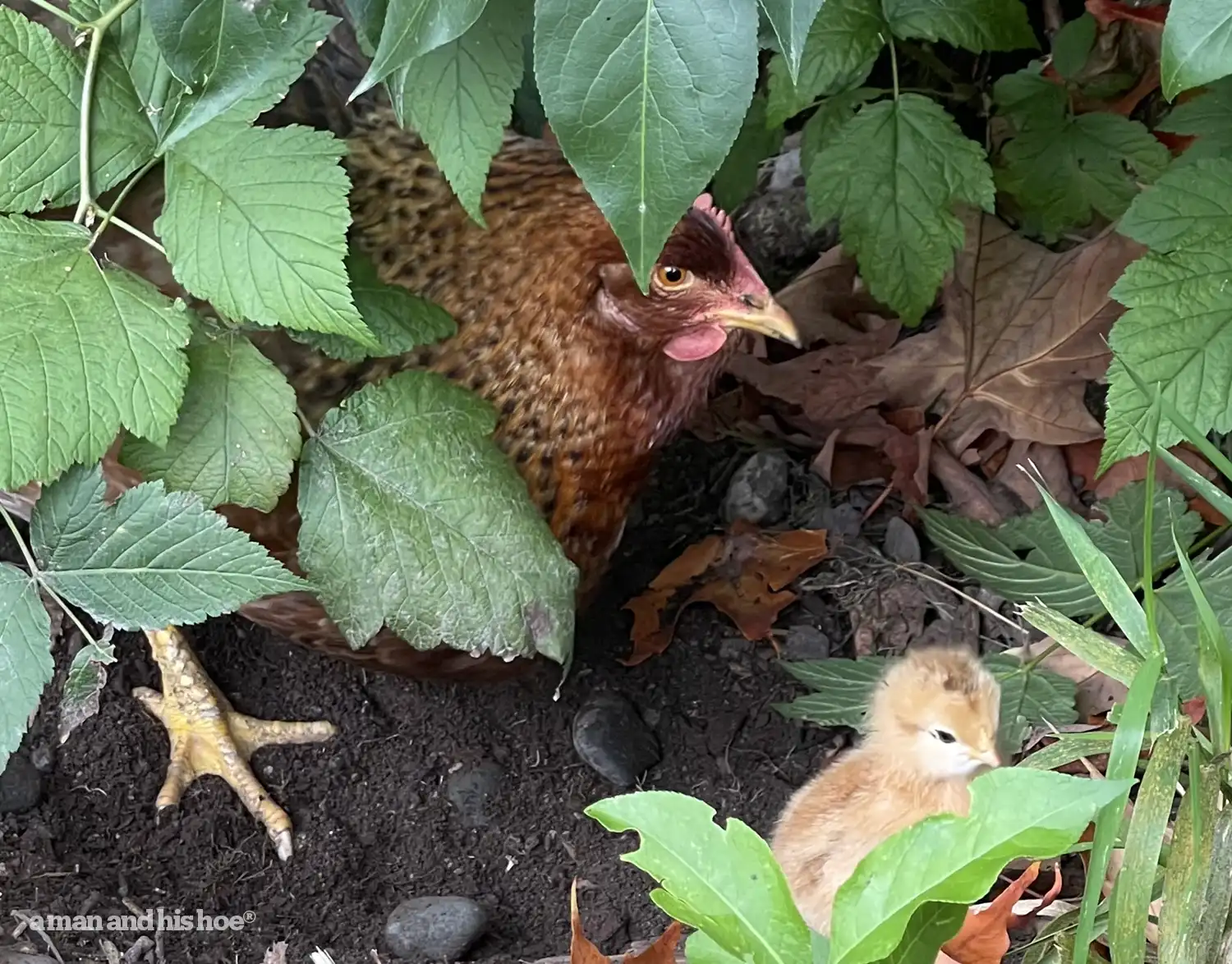 Hen with chick in the brush