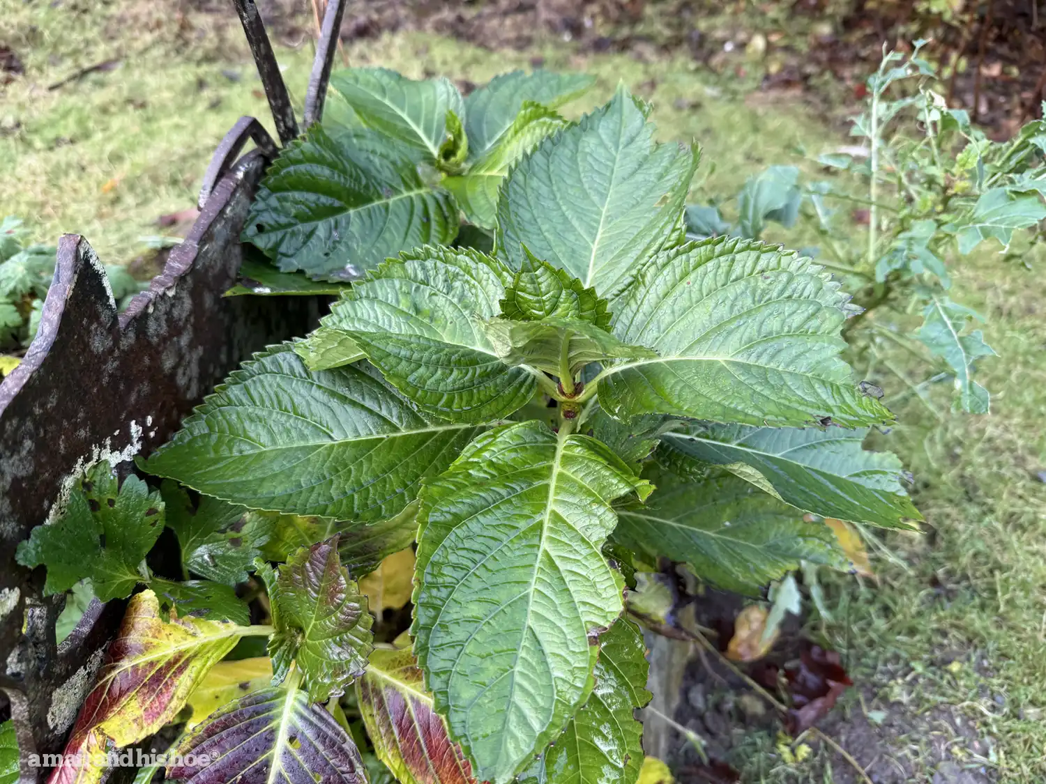 Verdant hydrangea leaves in November