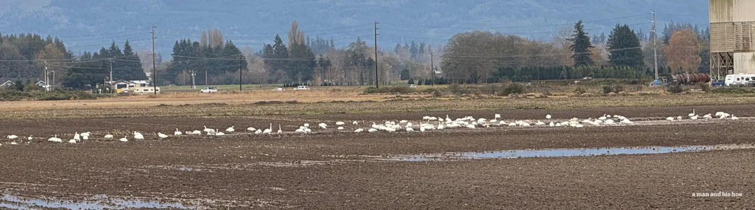 Swans on field