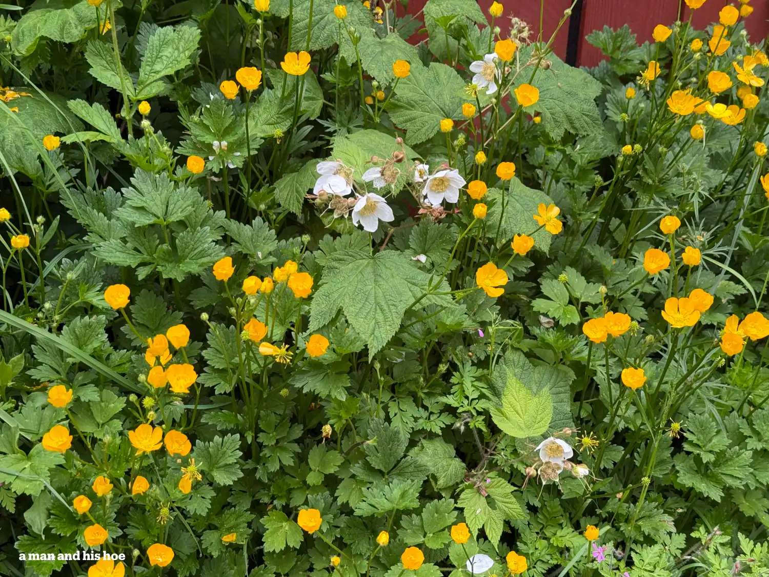 Herb robert, buttercup, thimble berry