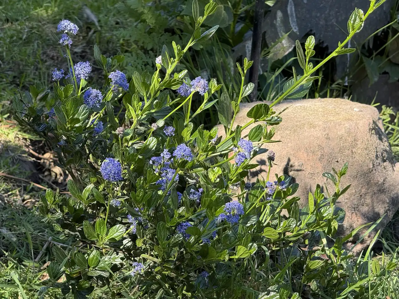 California Lilac