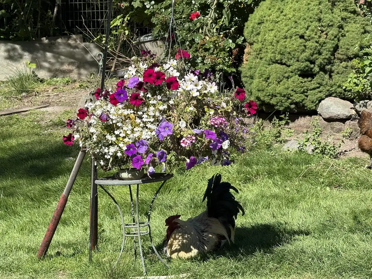 Rooster in the shade
