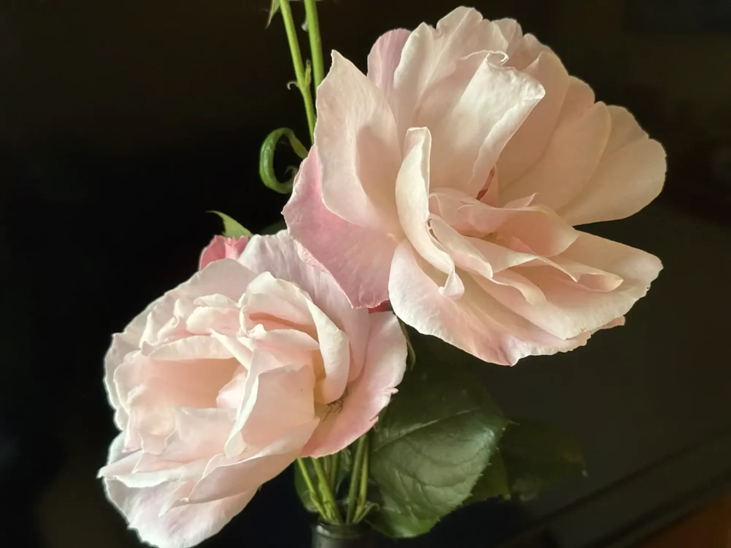 June rose