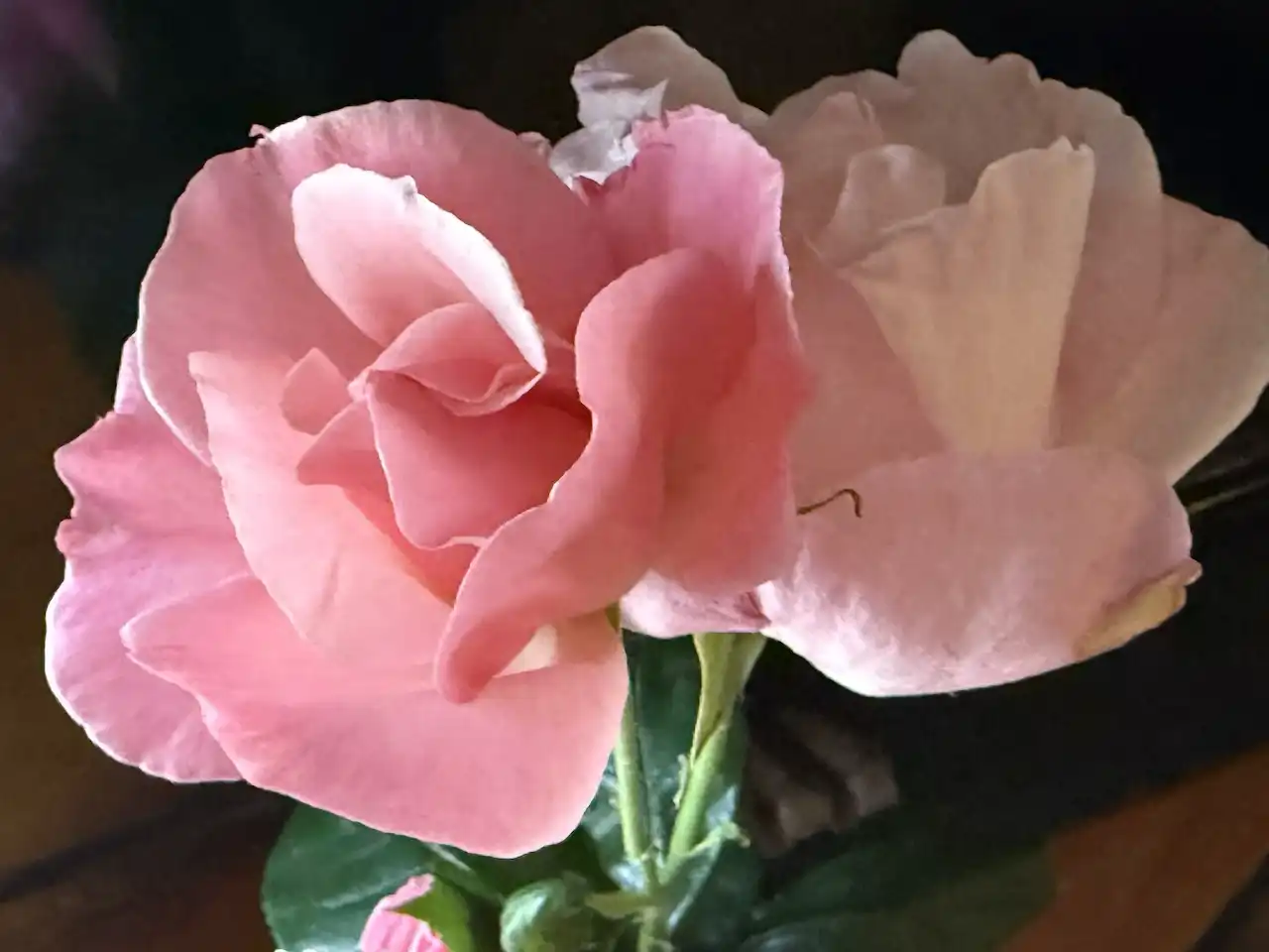 June rose