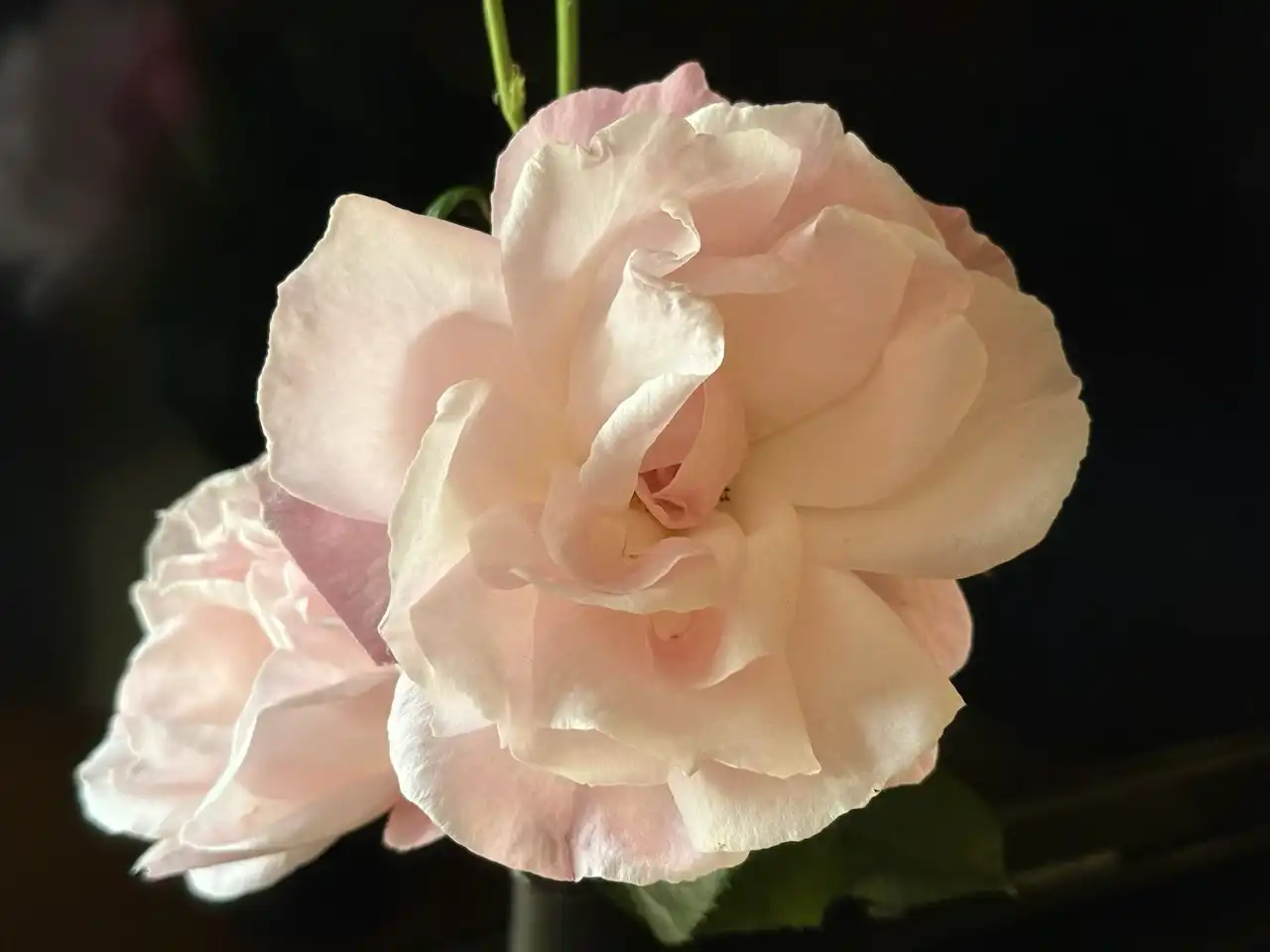 June rose