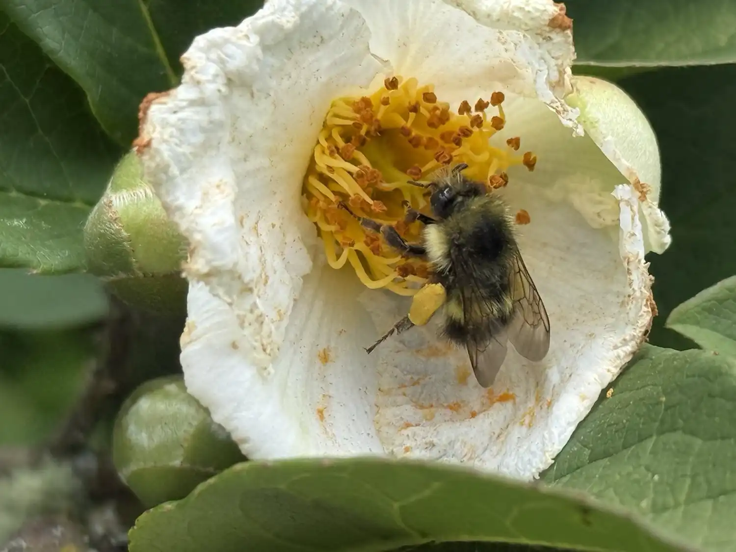 Bee on a flower