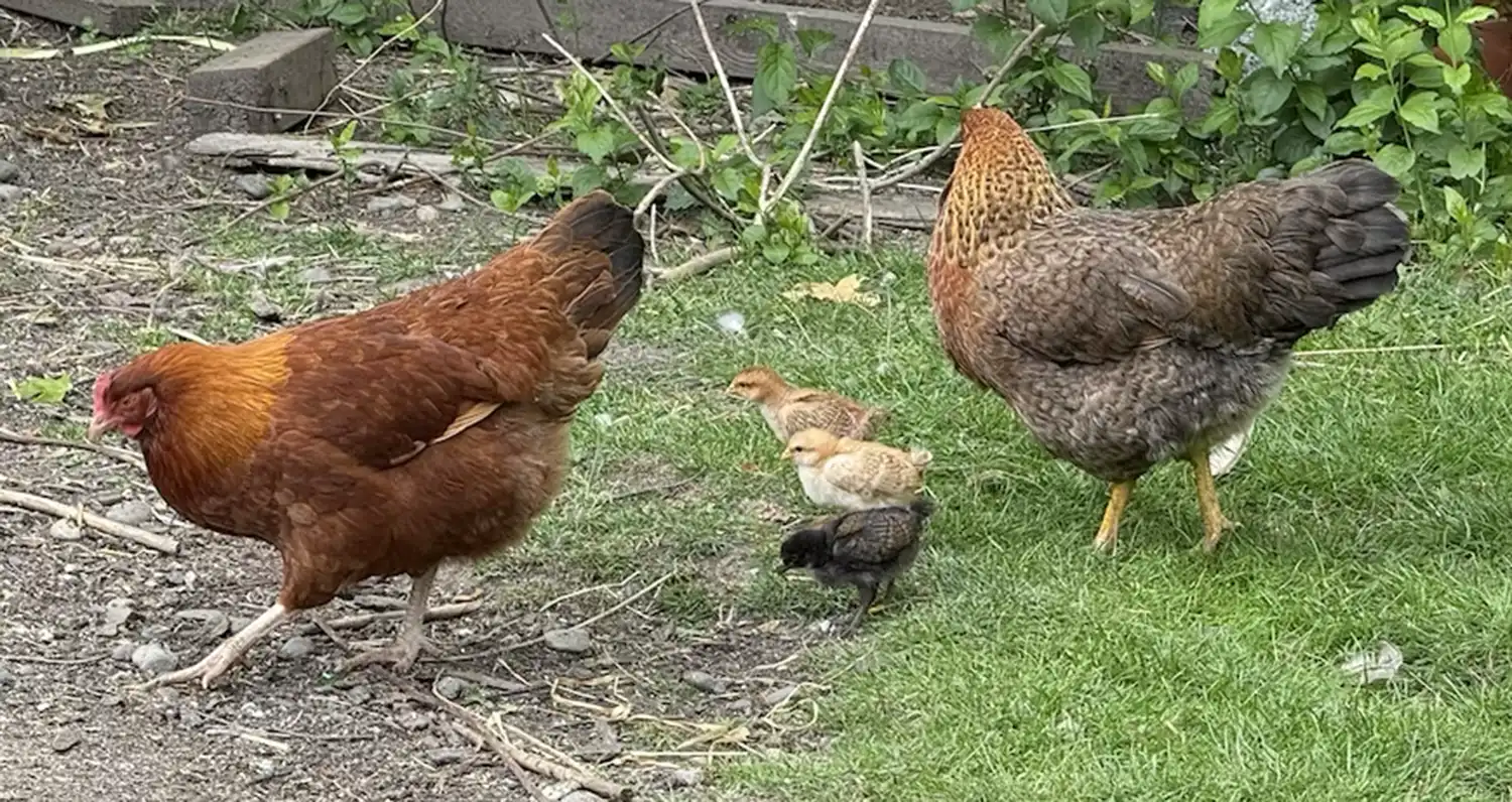 Co-parenting