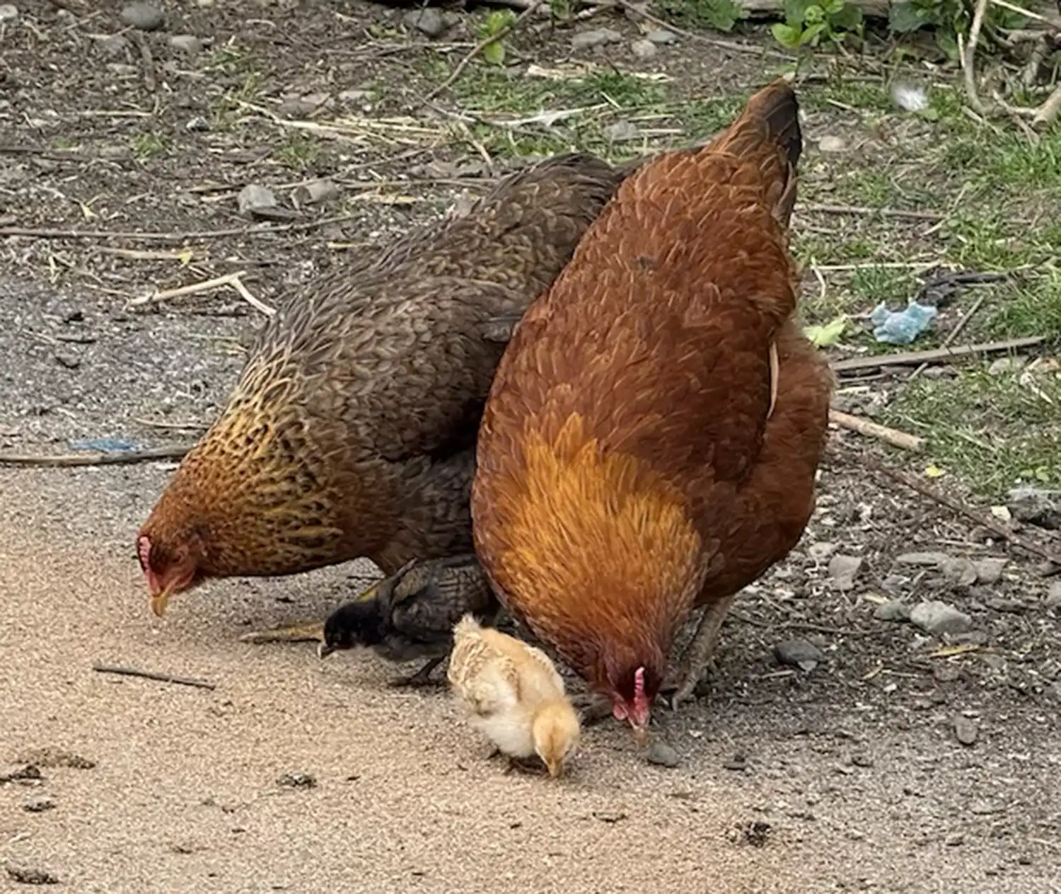 Co-parenting